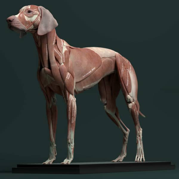 Maya犬类动物狗狗骨骼肌肉结构高精3D模型 