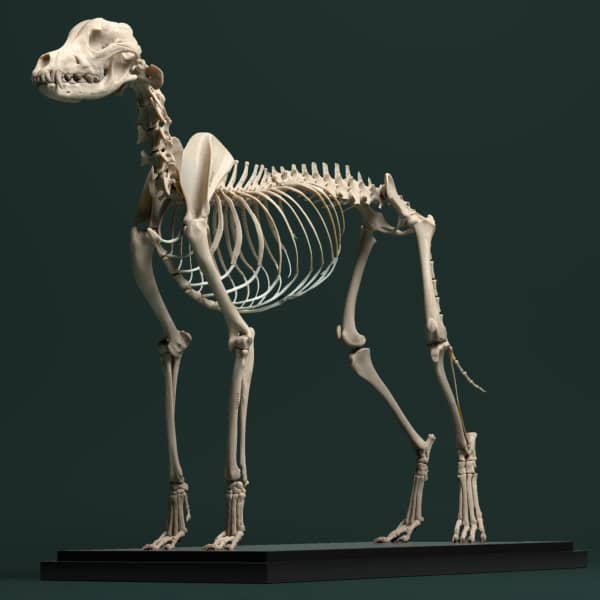 Maya犬类动物狗狗骨骼肌肉结构高精3D模型 